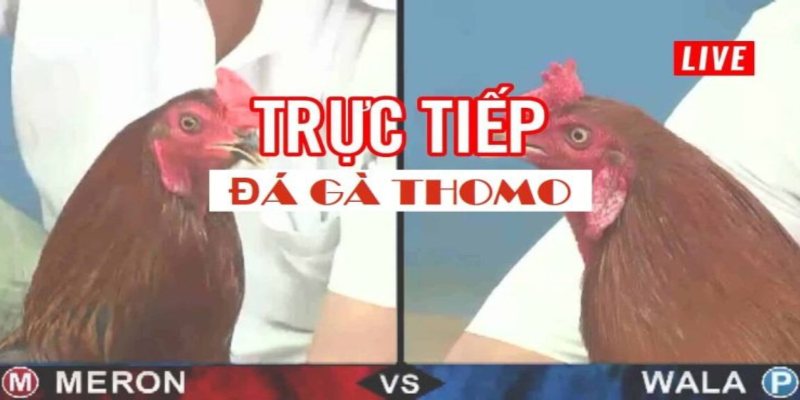 Trực tiếp đá gà Thomo được tổ chức vô cùng bài bản